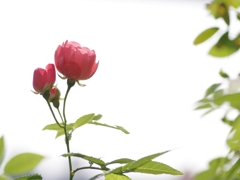 木瓜（ボケ）の花２