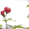 木瓜（ボケ）の花２