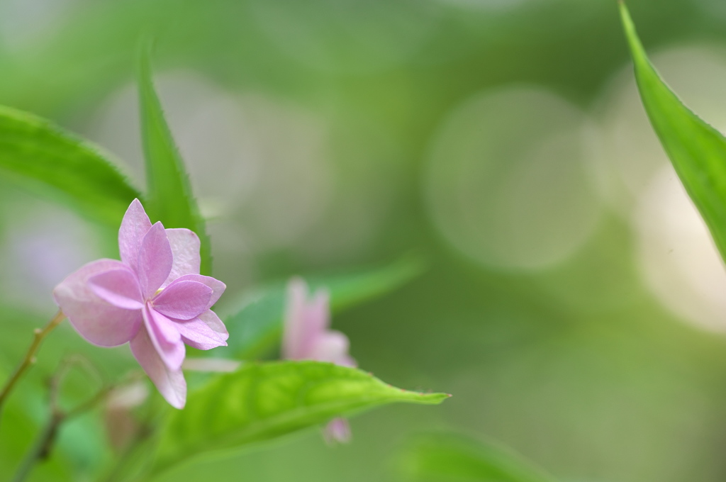 神戸市立森林植物園にて５（シチダンカ）