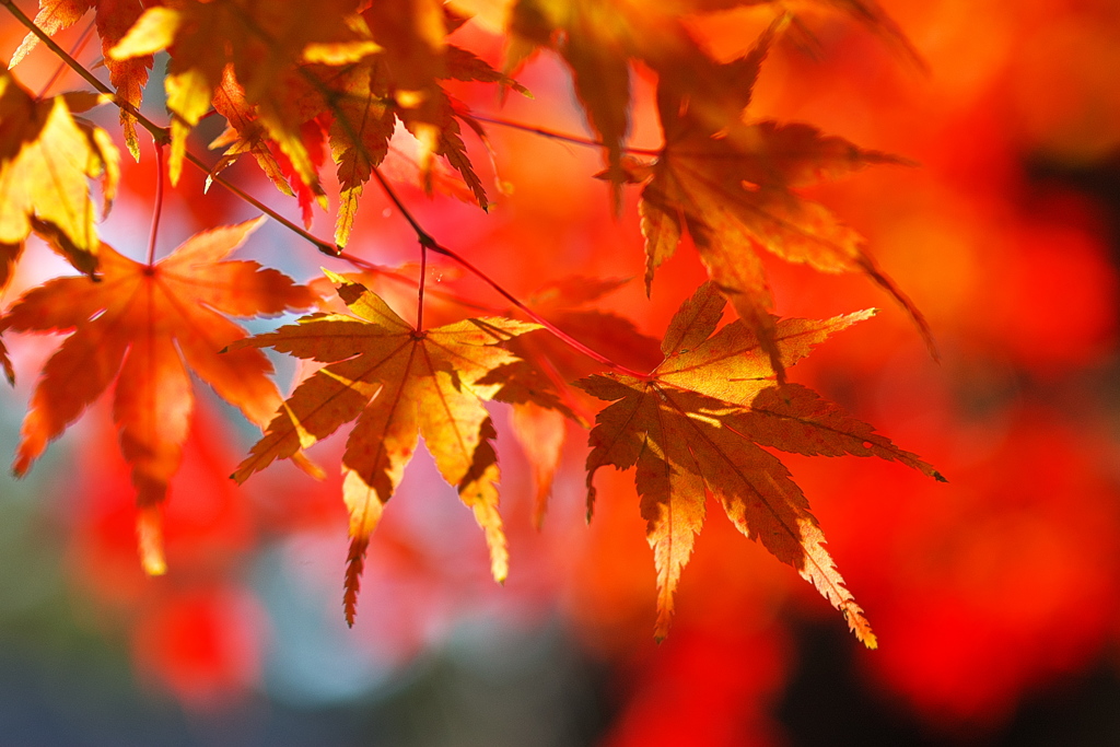 晩秋から初冬へ（神社の紅葉２）