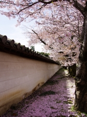 桜巡り３（醍醐寺）