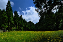 広河原のルドベキア１