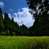 広河原のルドベキア１