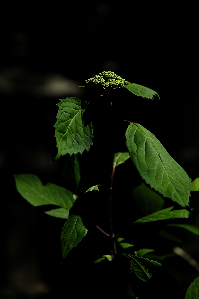 紫陽花（アジサイ）の蕾（つぼみ）