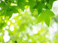 盛夏の緑２（楓）