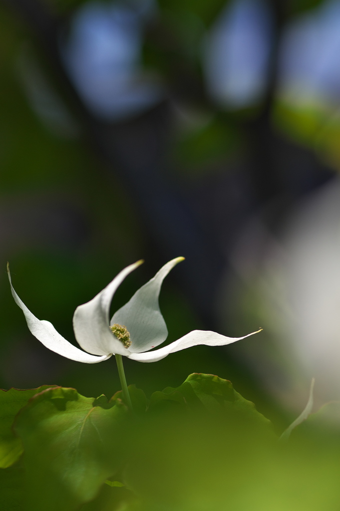 街角に咲く山法師（ヤマボウシ）