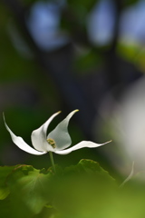 街角に咲く山法師（ヤマボウシ）