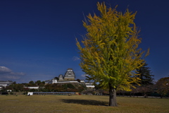 晩秋の姫路城天守１