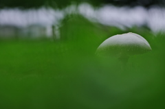 雨上がりの茸（キノコ）