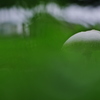 雨上がりの茸（キノコ）