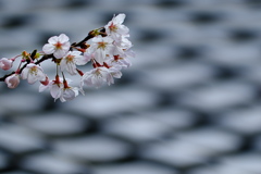 神社のサクラ咲く３