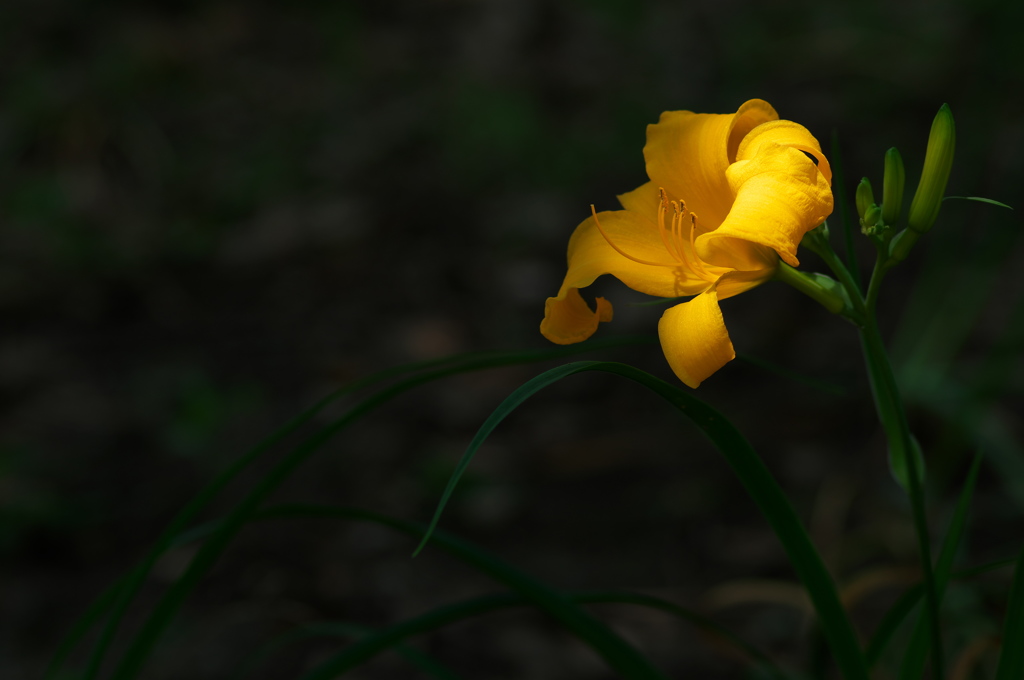 黄色い百合の花