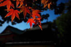 住吉神社の赤モミジ１