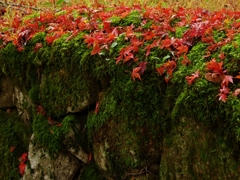 湖東三山と永源寺の紅葉３（金剛輪寺２）