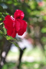 須磨離宮公園の赤色の薔薇（バラ）