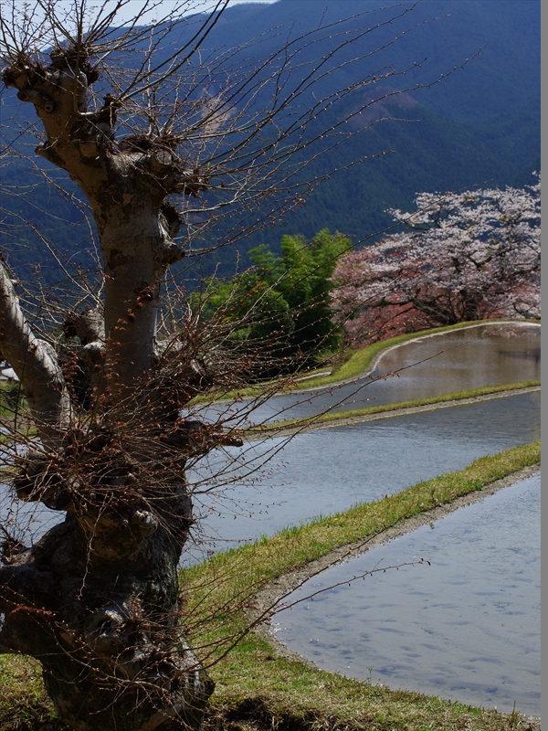 三多気（みたけ）の桜２