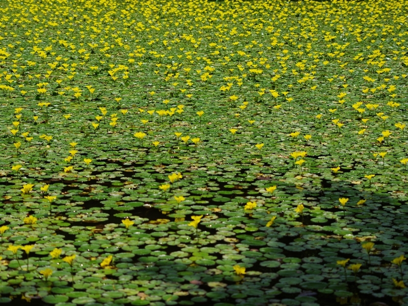 森林植物園４（長谷池の阿佐佐２）
