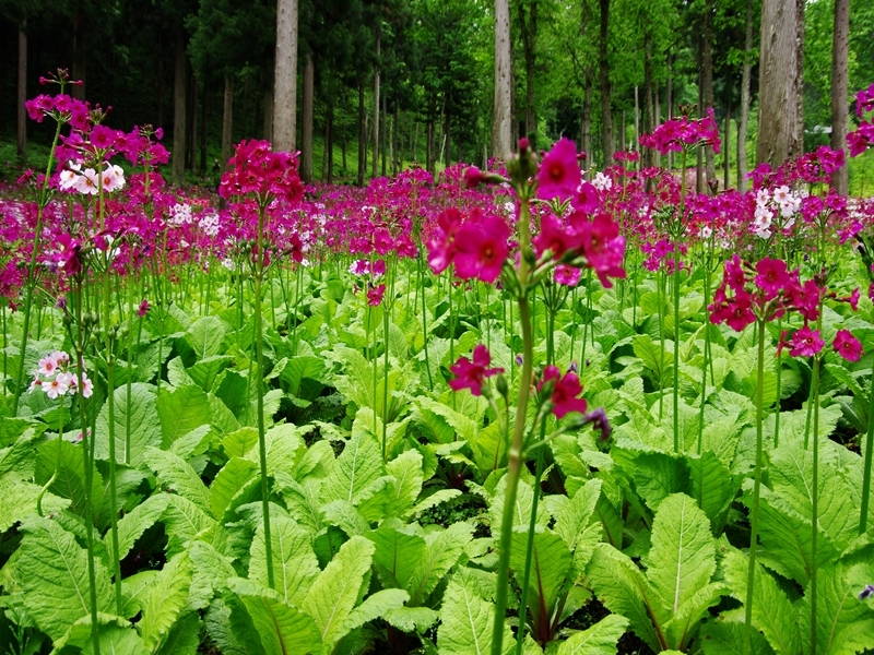 九輪草２（宇津江四十八滝）