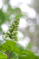 紫陽花が開花した４