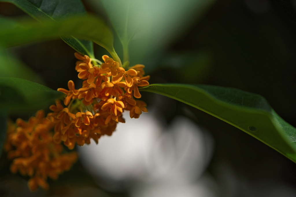 金木犀（キンモクセイ）１