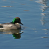 公園に佇む水鳥（マガモ）