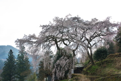 貝原の里枝垂れ桜