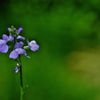 路傍に咲く野草松葉海蘭（マツバウンラン）
