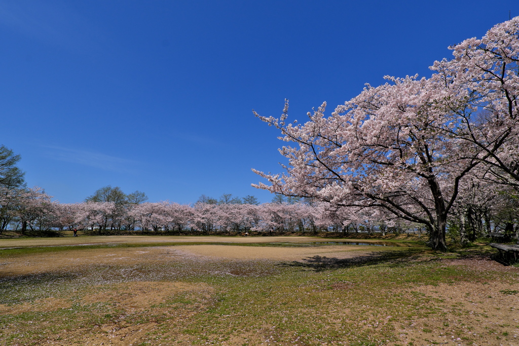 天満大池公園の桜並木１