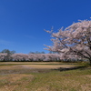 天満大池公園の桜並木１