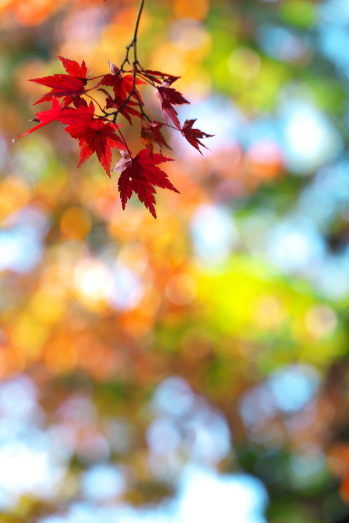 紅葉（モミジ）の紅葉１