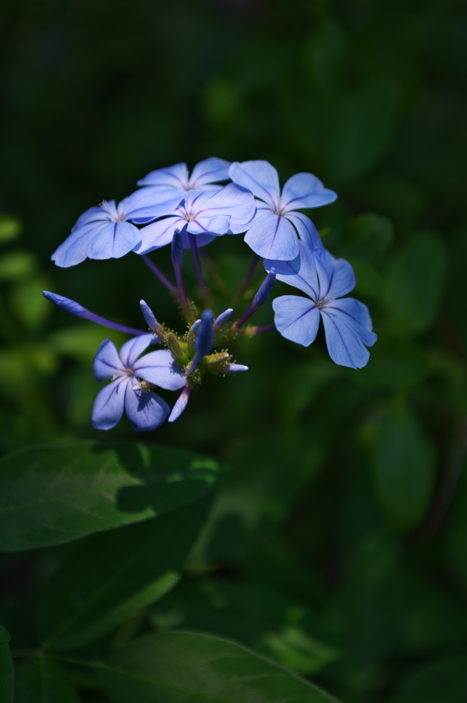 路傍に咲く瑠璃末莉（ルリマツリ）