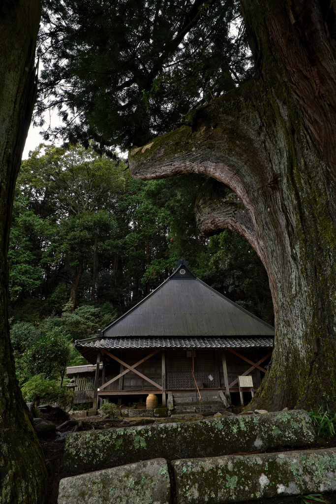 下之坊（しものぼう）の婆羅門杉（ばらもんすぎ）１