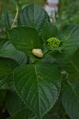 紫陽花とカタツムリ１