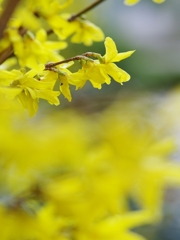 春来る６（連翹）