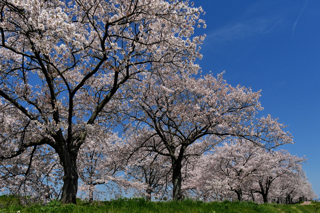 曇川緑道公園満開の桜１