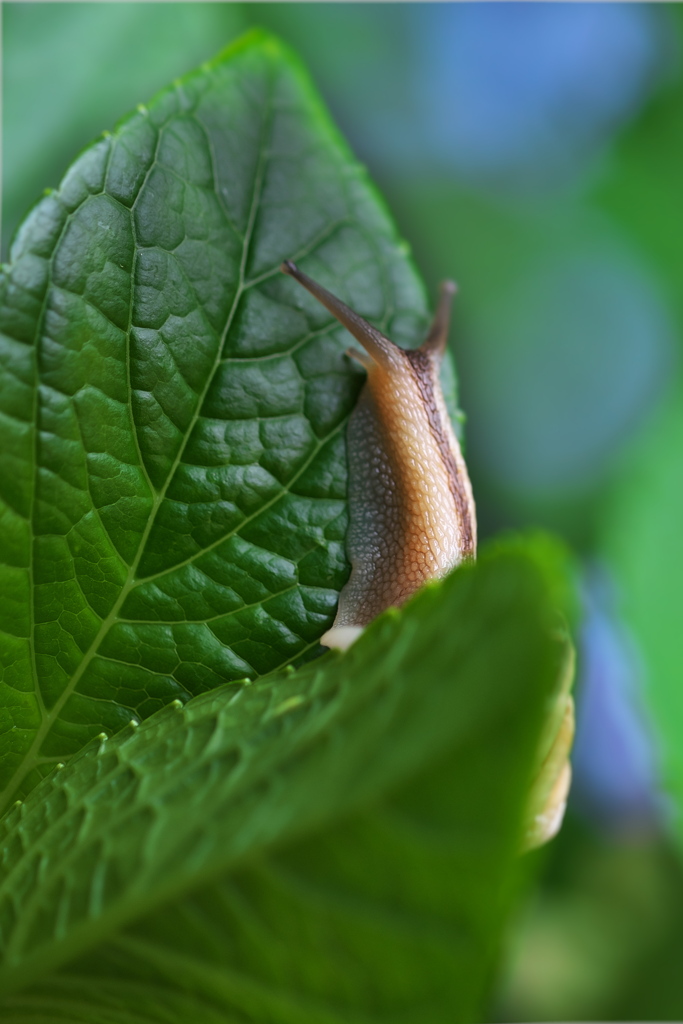 紫陽花（アジサイ）に蝸牛（カタツムリ）