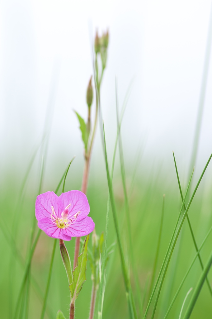 溜池土手に咲く野草花（アカバナユウゲショウ）