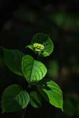 紫陽花（アジサイ）がつぼみをつけた