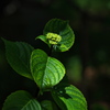 紫陽花（アジサイ）がつぼみをつけた