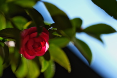 住吉神社の山茶花（紅花）