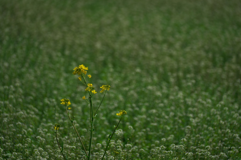 田圃畦に咲く芥子菜（カラシナ）１