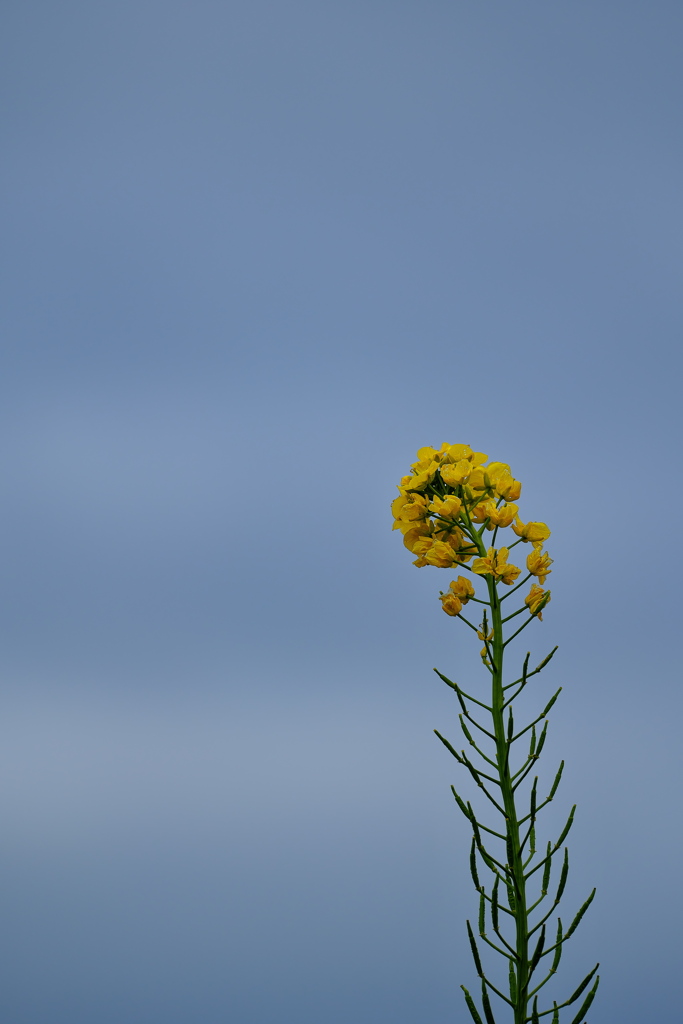 畑の菜の花が咲いた１