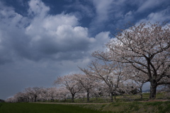 曇川桜堤の桜並木１