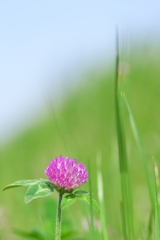 溜池土手に咲く野草花（ムラサキツメクサ）