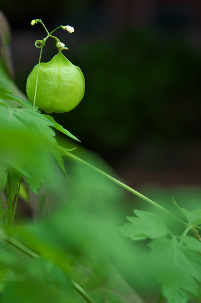 住吉神社の今（フウセンカズラ）