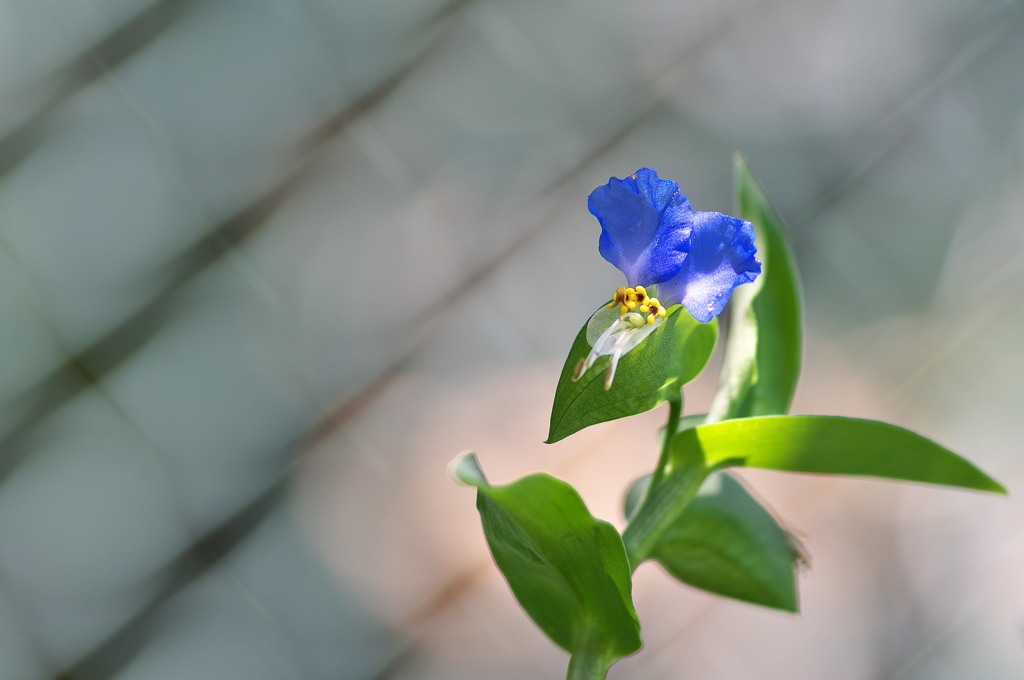 路傍に咲く露草（ツユクサ）