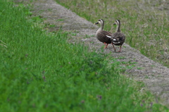 田圃畦をゆく軽鴨（カルガモ）