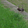 田圃畦をゆく軽鴨（カルガモ）