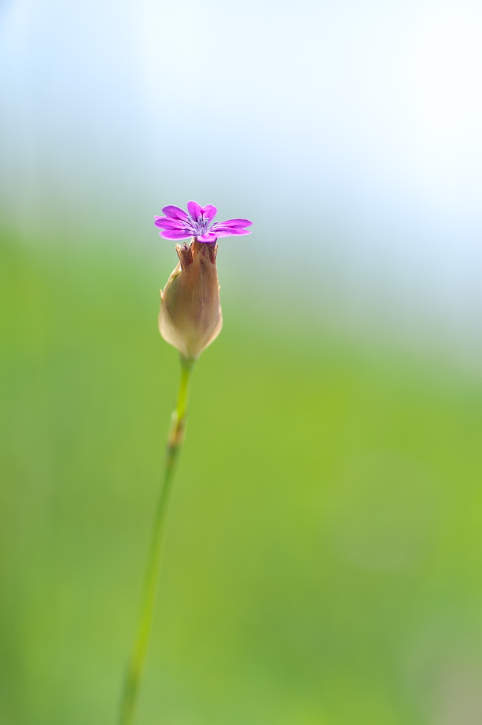 路傍に咲く野草花（イヌコモチナデシコ）