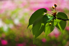 大島桜（オオシマザクラ）の実２